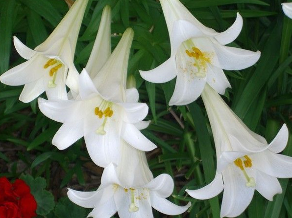 Easter Lillies