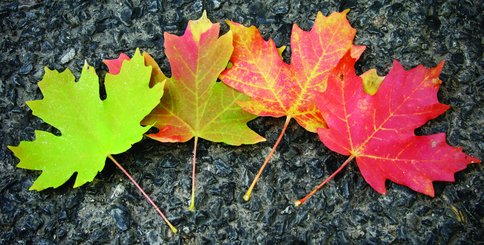 Leaf Changes Cmyk