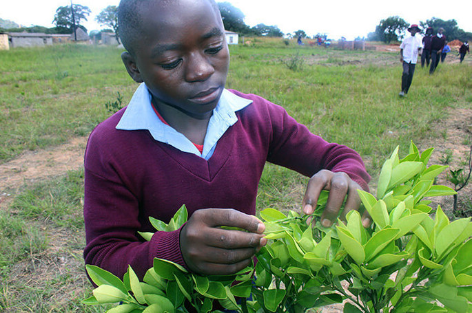102 Zimbabwe Tree Planting 2 Looking Pests 690px