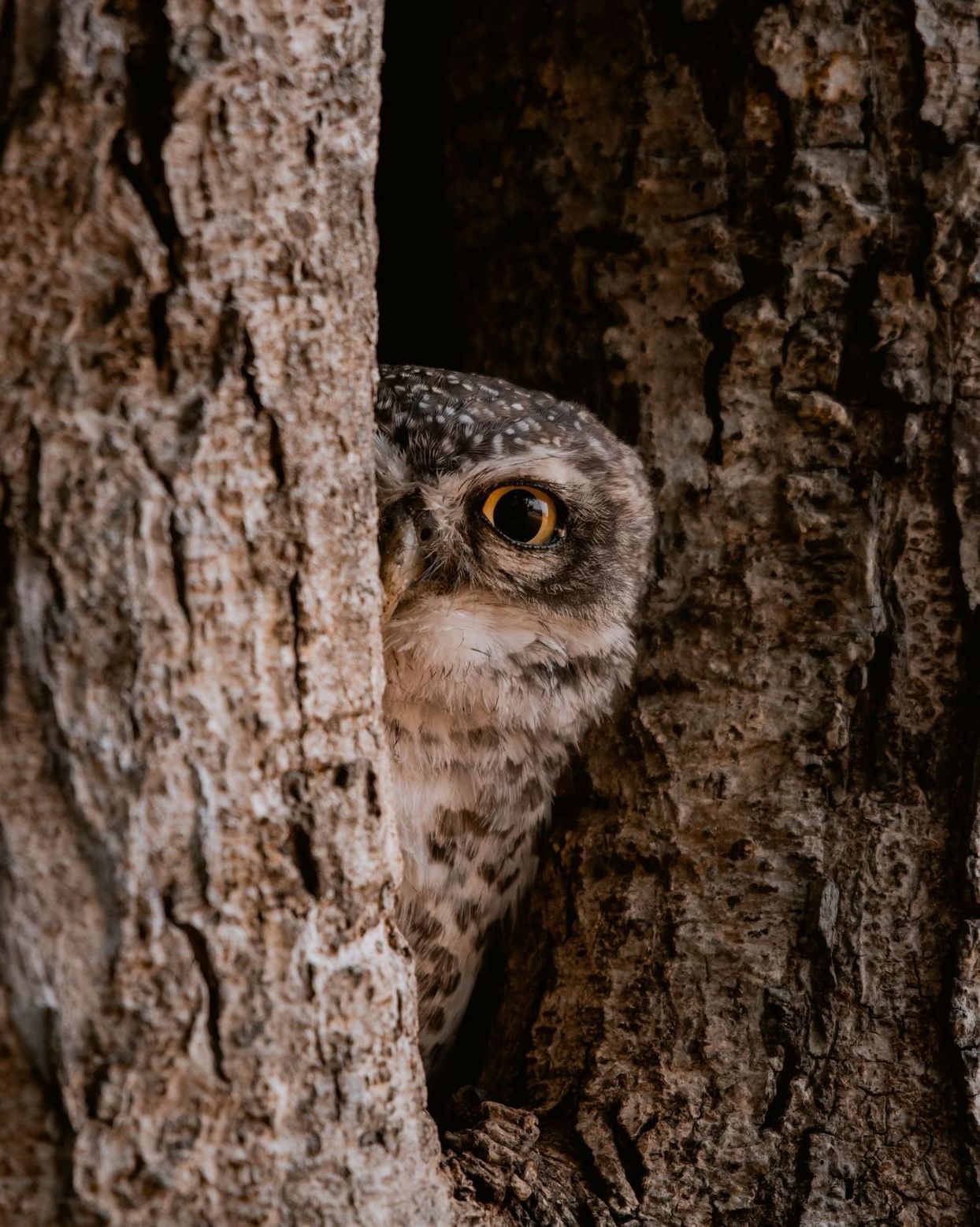 Owl Hiding