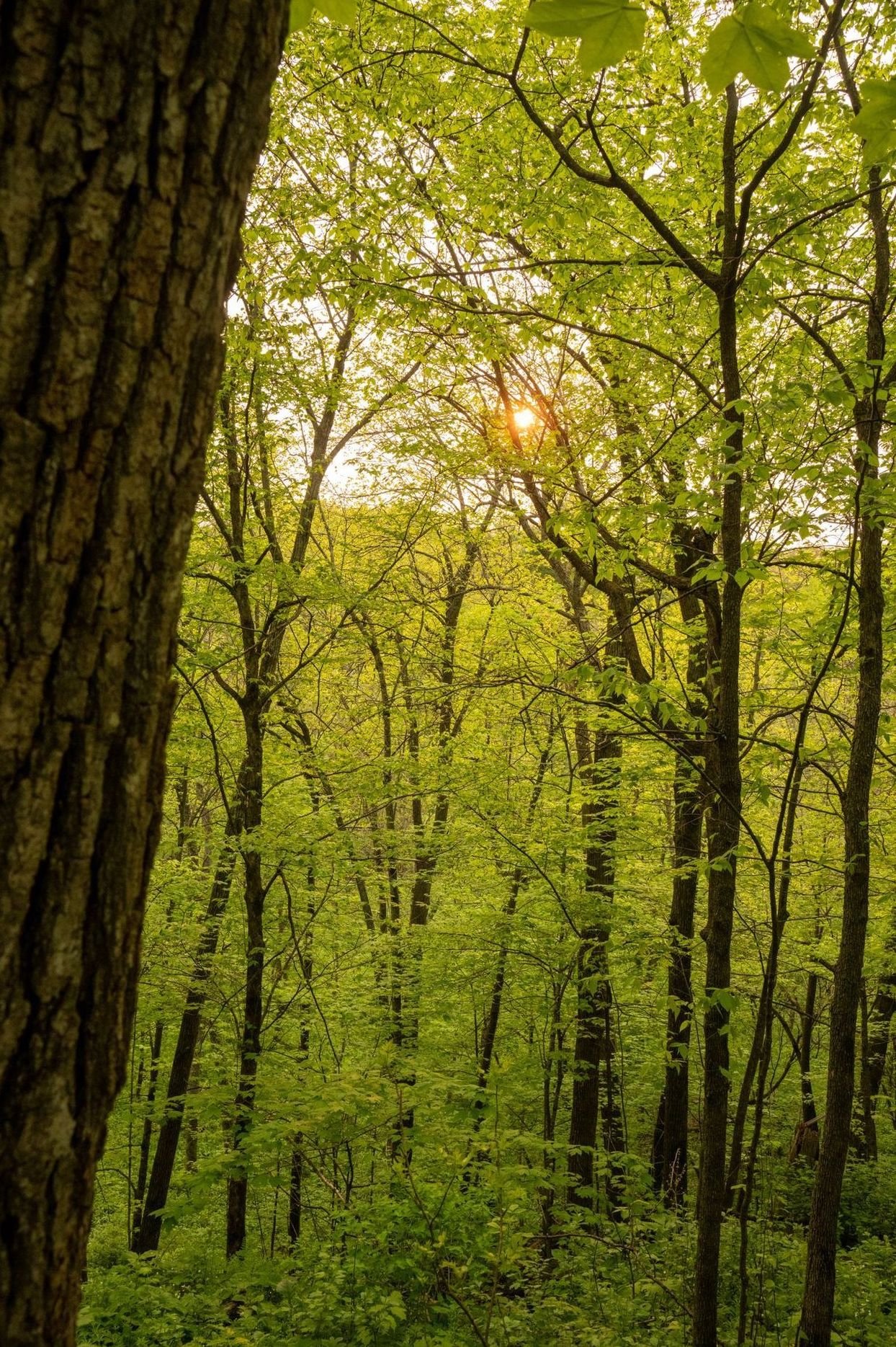 Trees