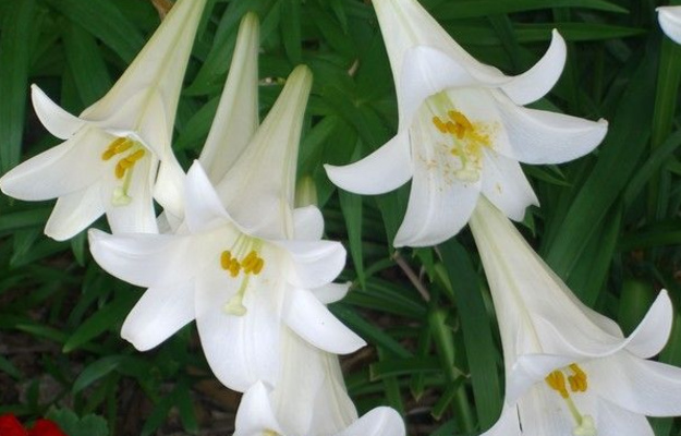 Easter Lillies