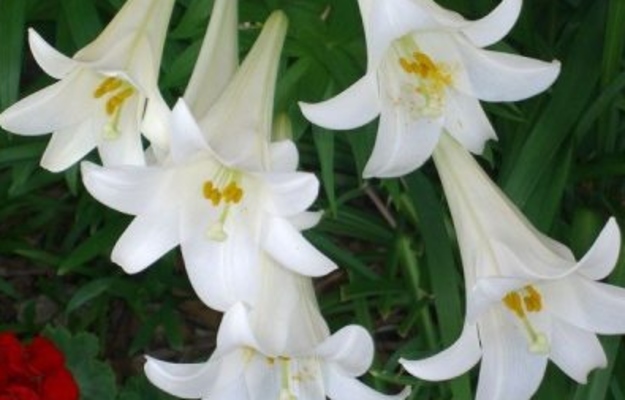 Lillies