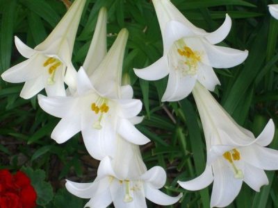 Lillies