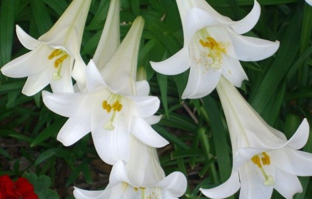 Easter Lillies
